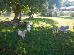 Group of dogs at dog day care