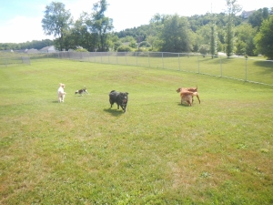 Group of dogs at play