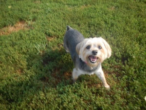 Happy Airy Pines puppy smiling