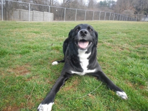 Happy Pittsburgh Puppy