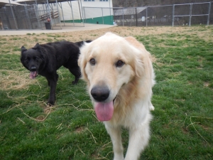 Happy doggie day care puppies