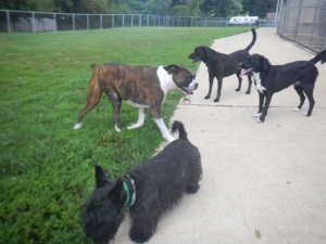 Happy doggies at play