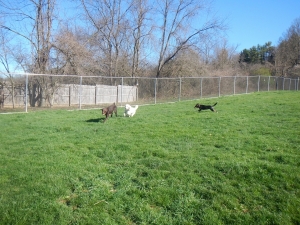 Huge grassy area for dogs to play in