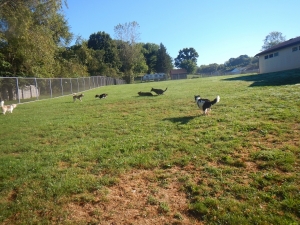 Large doggie play yard in Pittsburgh