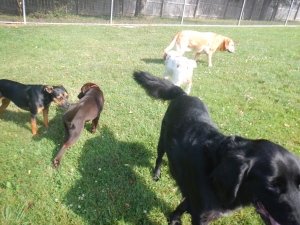 Lots of pups at play in Airy Pines