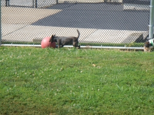 Lots of toys to play with at Airy Pines Dog Kennel