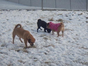 Lots to smell at Airy Pines Dog Kennel