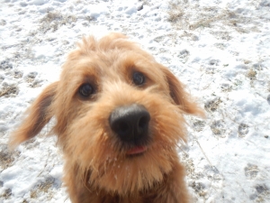 Nosy Puppy at Airy Pines