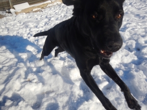 Pittsburgh Boarding Kennel