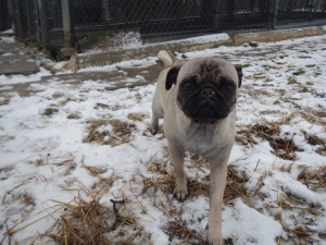 Playful Pug in Pittsburgh