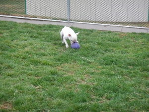 Playing ball at Airy Pines Boarding Kennel