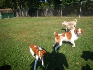 Playing in the Airy Pines dog yard