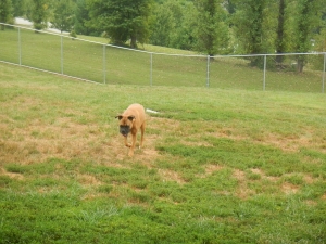 Playing in the kennel yard