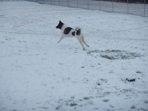 Playing in the snow