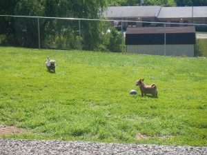 Plenty of grass for dogs to run