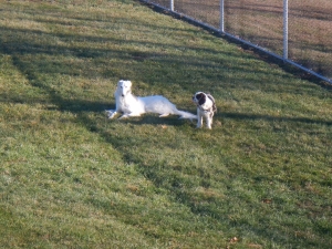 Puppies are happy at Airy Pines Boarding Kennel