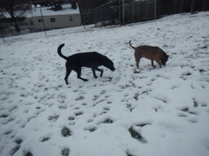 Puppies in snow