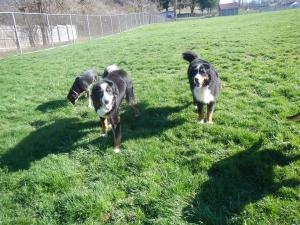 Puppies in the grass