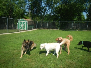 Puppies love our grassy yard