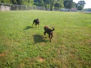 Puppies play at Airy Pines