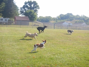 Puppy Play time in Pittsburgh