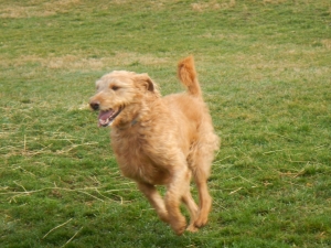 Puppy getting exercise