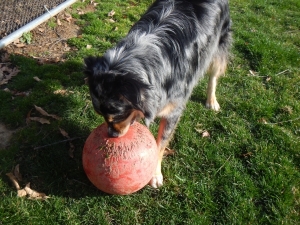 Puppy playing with ball