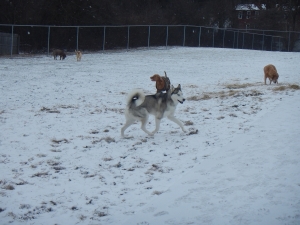 Pups at play in winter