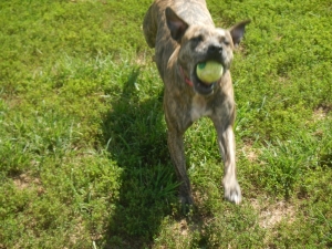 Pups love to play ball