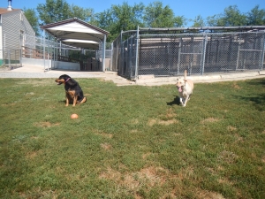 Pups love to play