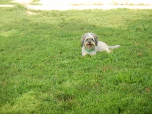 Relaxing in the Airy Pines kennel grass