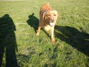 Retriver enjoying Airy Pines