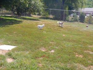 Running in the Airy Pines play yard