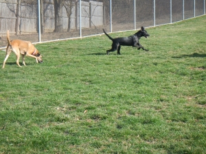 Running in the Airy Pines yard