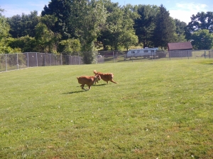Running in the grass at Airy Pines