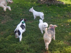 Small dogs love Airy Pines dog kennel and day care