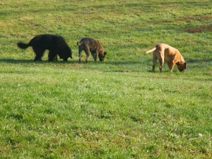 Smelling the dog yard at Airy Pines Boarding Kennel