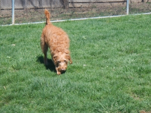 Smelling the yard at the dog kennel
