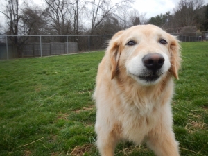 Smiling dog at Airy Pines Boarding Kennel