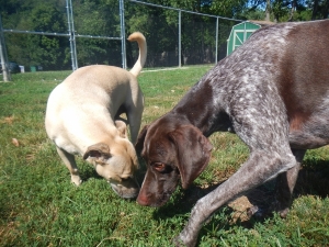 So much for dogs to sniff at Airy Pines