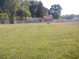So much room for fun at Airy Pines Dog Boarding Kennel