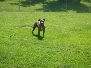 Standing tall at doggie play time