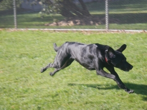 The best dog kennel in Pittsburgh