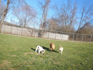 Three dogs at play