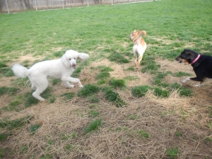 Three dogs playing at dog day care
