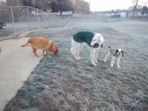 Three puppies ready for play