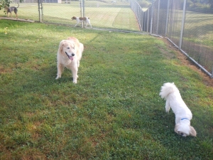 Two puppy friends playing at Airy Pines