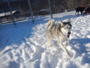 Winter fun at Airy Pines Boarding Kennel