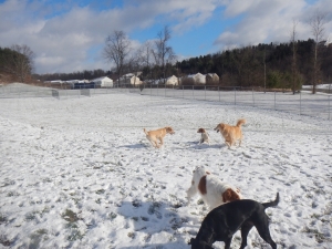 Winter play for dogs at our kennel