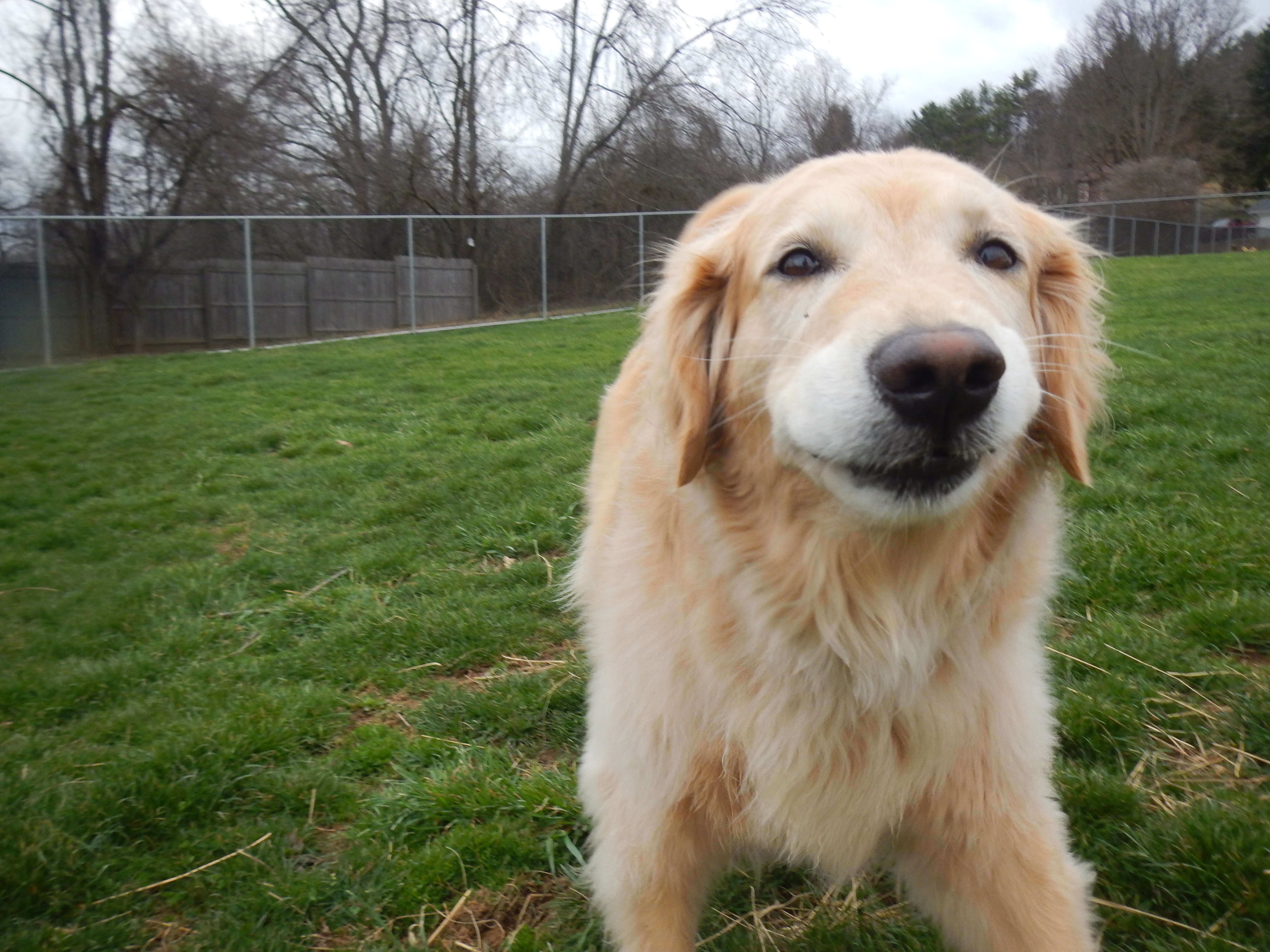 Dog Shedding Solutions from Airy Pines Kennel